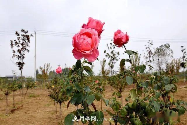 山東滕州北辛街道建成一座月季花海，總占地100畝真漂亮！(圖15)