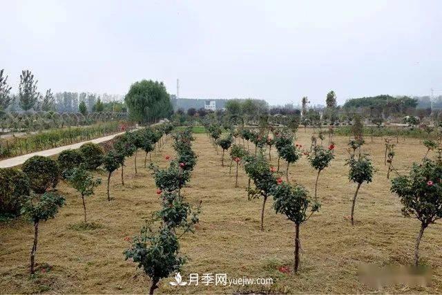 山東滕州北辛街道建成一座月季花海，總占地100畝真漂亮！(圖14)