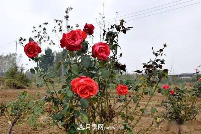 山東滕州北辛街道建成一座月季花海，總占地100畝真漂亮！(圖13)