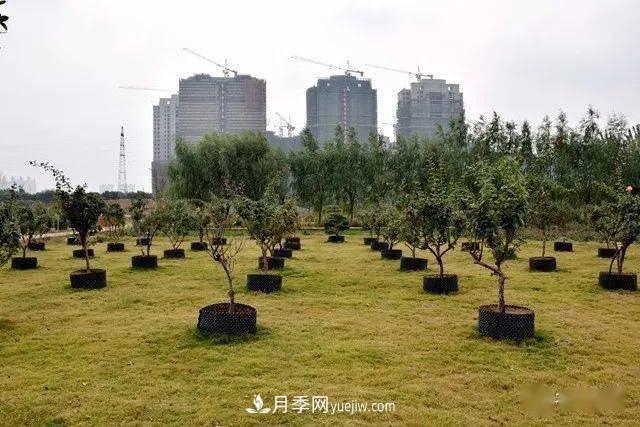 山東滕州北辛街道建成一座月季花海，總占地100畝真漂亮！(圖16)