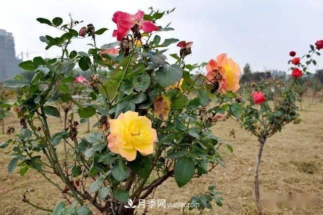 山東滕州北辛街道建成一座月季花海，總占地100畝真漂亮！(圖12)