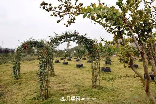 山東滕州北辛街道建成一座月季花海，總占地100畝真漂亮！(圖17)
