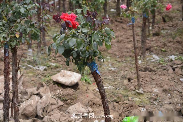 收來(lái)的月季老樁15塊錢(qián)一棵，枯死只能當(dāng)柴火，走進(jìn)南陽(yáng)內(nèi)鄉(xiāng)樹(shù)形月季園(圖2)