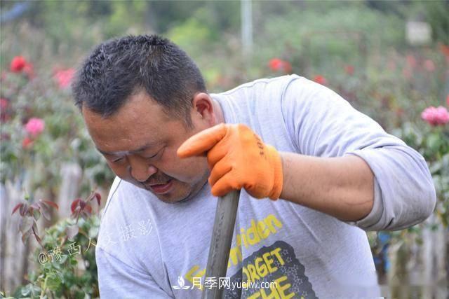 收來(lái)的月季老樁15塊錢(qián)一棵，枯死只能當(dāng)柴火，走進(jìn)南陽(yáng)內(nèi)鄉(xiāng)樹(shù)形月季園(圖7)