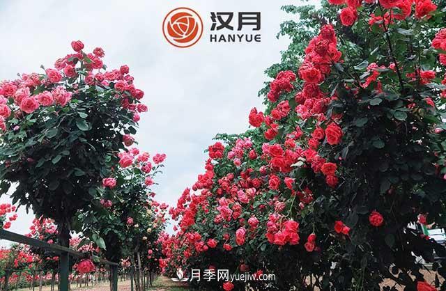 南陽漢月農(nóng)業(yè)科技有限責任公司(圖1)