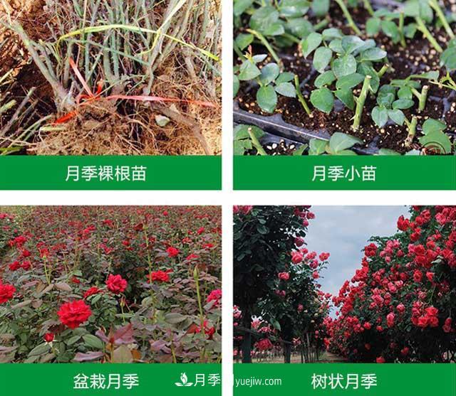 南陽漢月農(nóng)業(yè)科技有限責任公司(圖2)