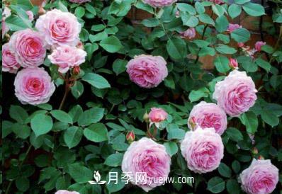不可錯(cuò)過的經(jīng)典灌木月季品種介紹大全！(圖10)