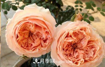 不可錯(cuò)過的經(jīng)典灌木月季品種介紹大全！(圖23)