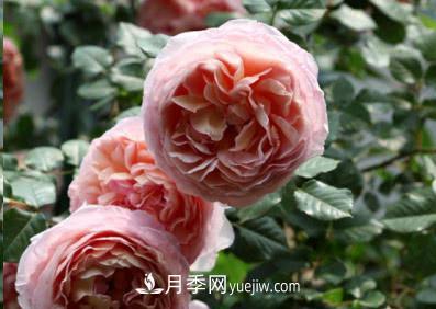 不可錯(cuò)過的經(jīng)典灌木月季品種介紹大全！(圖1)