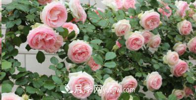 不可錯(cuò)過的經(jīng)典灌木月季品種介紹大全！(圖19)