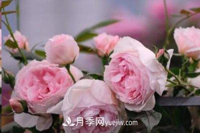 不可錯(cuò)過的經(jīng)典灌木月季品種介紹大全！(圖6)