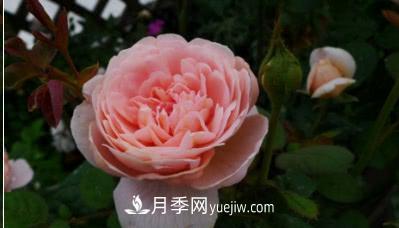 不可錯(cuò)過的經(jīng)典灌木月季品種介紹大全！(圖9)