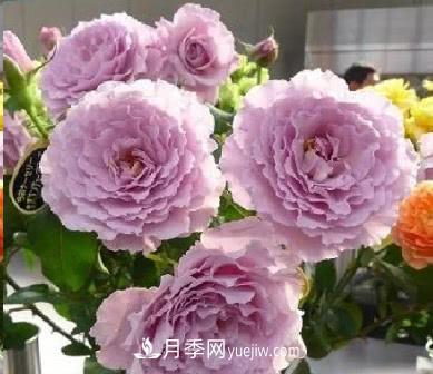 不可錯(cuò)過的經(jīng)典灌木月季品種介紹大全！(圖22)