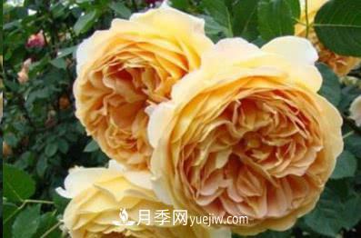 不可錯(cuò)過的經(jīng)典灌木月季品種介紹大全！(圖5)