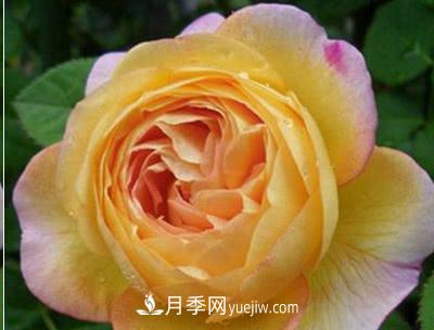 不可錯(cuò)過的經(jīng)典灌木月季品種介紹大全！(圖14)
