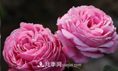 不可錯(cuò)過的經(jīng)典灌木月季品種介紹大全！(圖17)