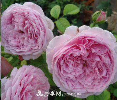 不可錯(cuò)過的經(jīng)典灌木月季品種介紹大全！(圖8)