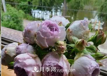 不可錯(cuò)過的經(jīng)典灌木月季品種介紹大全！(圖21)