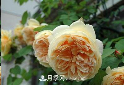 不可錯(cuò)過的經(jīng)典灌木月季品種介紹大全！(圖12)