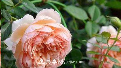 不可錯(cuò)過的經(jīng)典灌木月季品種介紹大全！(圖4)