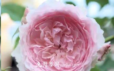 不可錯(cuò)過的經(jīng)典灌木月季品種介紹大全！(圖20)