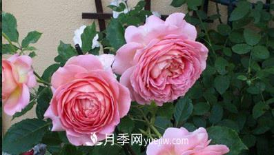 不可錯(cuò)過的經(jīng)典灌木月季品種介紹大全！(圖3)