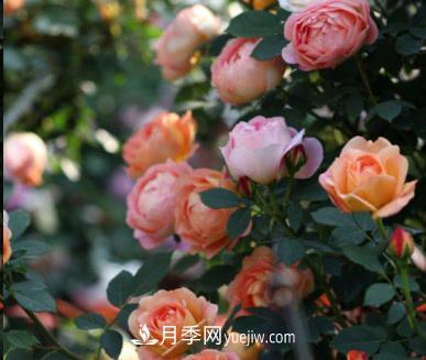 不可錯(cuò)過的經(jīng)典灌木月季品種介紹大全！(圖11)