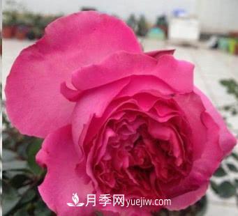 不可錯(cuò)過的經(jīng)典灌木月季品種介紹大全！(圖16)