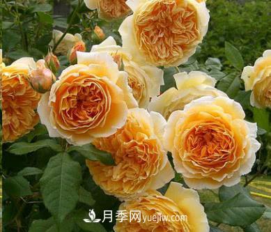 不可錯(cuò)過的經(jīng)典灌木月季品種介紹大全！(圖2)