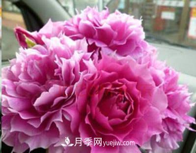 不可錯(cuò)過的經(jīng)典灌木月季品種介紹大全！(圖29)