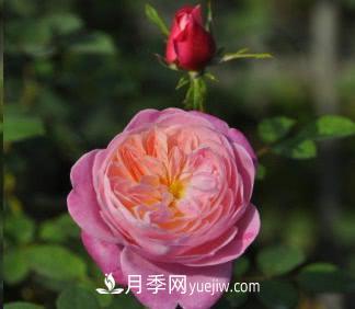 不可錯(cuò)過的經(jīng)典灌木月季品種介紹大全！(圖26)