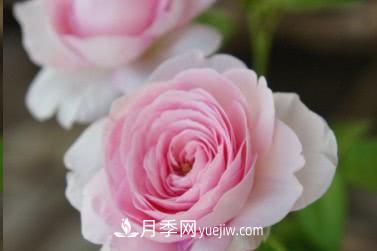 不可錯(cuò)過的經(jīng)典灌木月季品種介紹大全！(圖25)