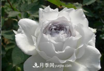 不可錯(cuò)過的經(jīng)典灌木月季品種介紹大全！(圖27)