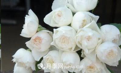 不可錯(cuò)過的經(jīng)典灌木月季品種介紹大全！(圖30)