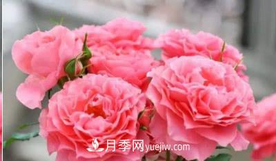 不可錯(cuò)過的經(jīng)典灌木月季品種介紹大全！(圖24)