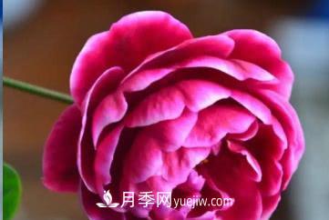不可錯(cuò)過的經(jīng)典灌木月季品種介紹大全！(圖28)