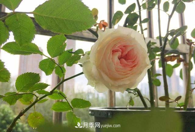 帶你快速了解月季的不同種類！(圖1)