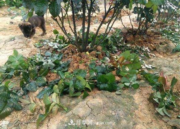 帶你快速了解月季的不同種類！(圖3)