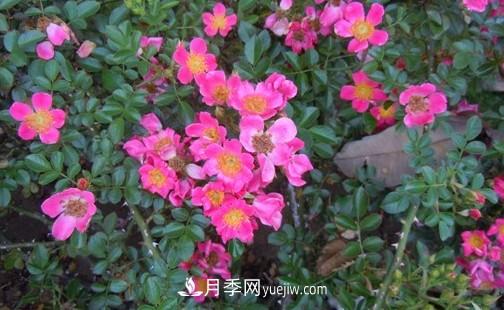 帶你快速了解月季的不同種類！(圖4)