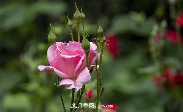 嫁接月季優(yōu)點多，你養(yǎng)過嗎？(圖1)