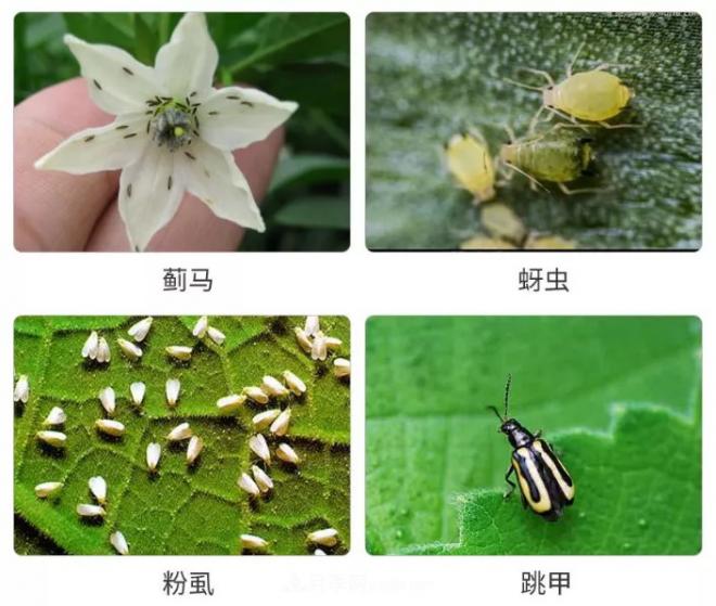8種花木常用農(nóng)藥介紹，價格便宜效果很好(圖2)
