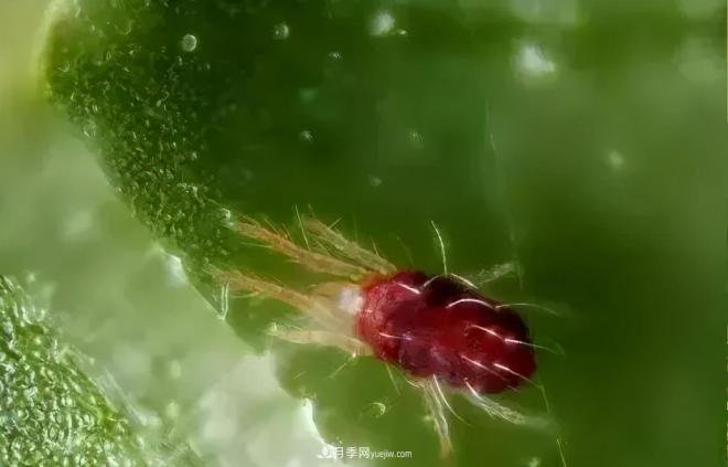 8種花木常用農(nóng)藥介紹，價格便宜效果很好(圖4)