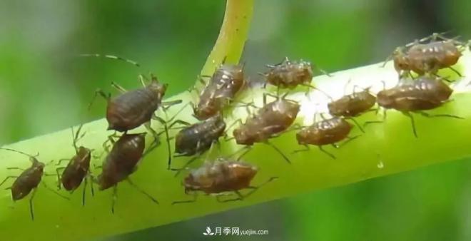 8種花木常用農(nóng)藥介紹，價格便宜效果很好(圖5)