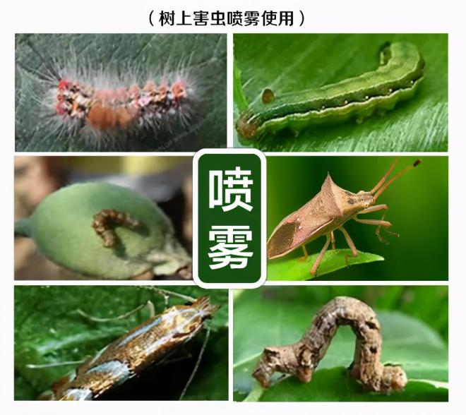 8種花木常用農(nóng)藥介紹，價格便宜效果很好(圖3)