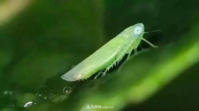 8種花木常用農(nóng)藥介紹，價格便宜效果很好(圖6)