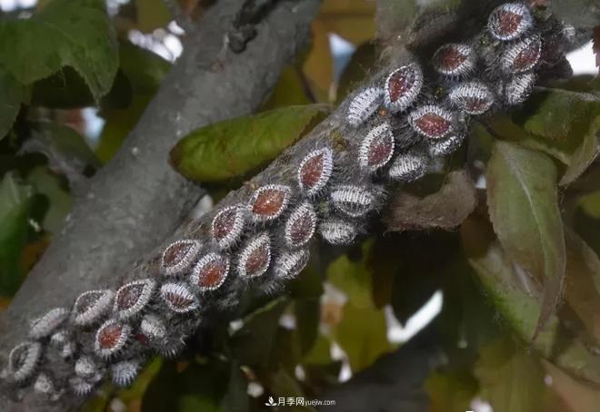 8種花木常用農(nóng)藥介紹，價格便宜效果很好(圖7)