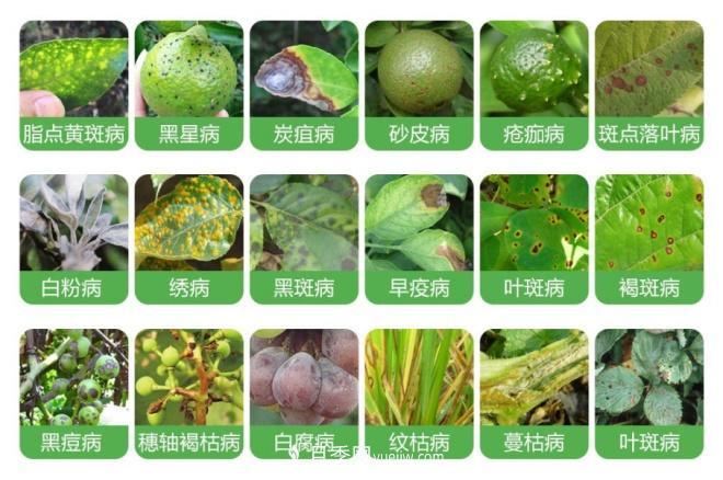 8種花木常用農(nóng)藥介紹，價格便宜效果很好(圖1)