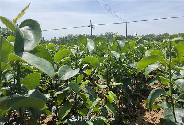 桃樹(shù)苗梨樹(shù)苗批發(fā)，南陽(yáng)天宸果樹(shù)苗木基地(圖1)