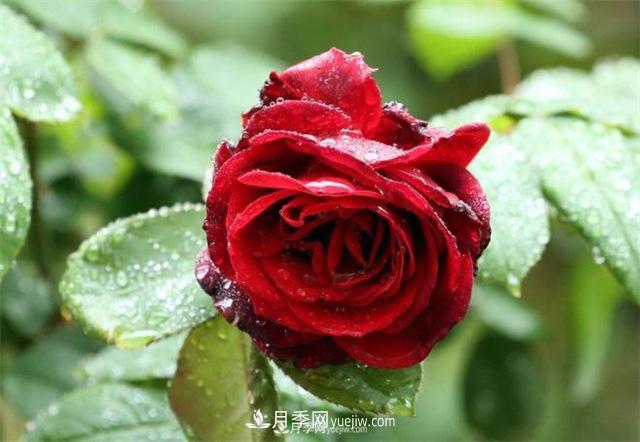 陰雨天對月季還有好處？做好這幾點雨水也能當(dāng)肥料(圖1)