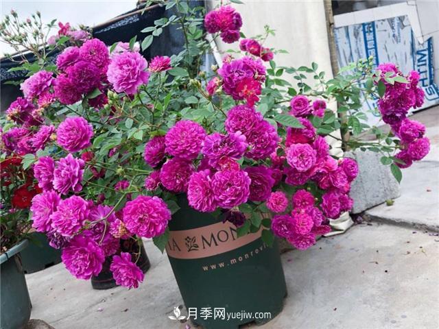 這幾個(gè)微型月季簡(jiǎn)直就是移動(dòng)的香水，不入手虧大了(圖1)
